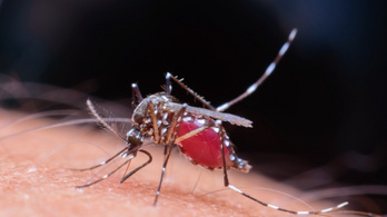 Meghekkelt szúnyogokkal szorítják vissza a dengue-láz terjedését