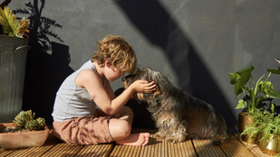 Kutya-gyerek barátság: jobb, ha a gyerek nem az állat feje búbját simogatja meg először