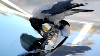 Védett madarak fiókáit pusztítja a dolmányos varjú