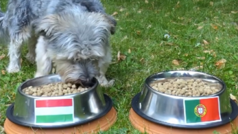 Gyurcsány Ferenc kutyája szerint Magyarország legyőzi Portugáliát