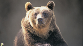 Készül a medvevédelmi terv Romániában