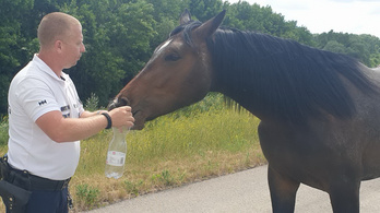 Vízi rendőr fékezte meg az elszabadult lovat