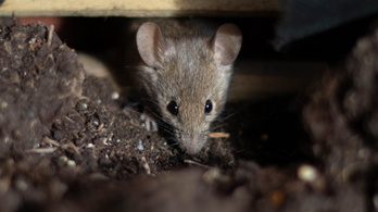 Kannibál egerek terrorizálják az embereket