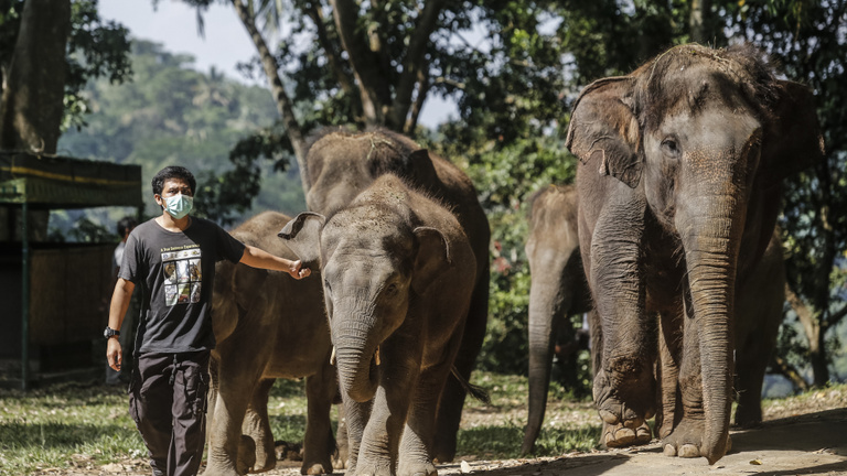 Az ország, ahol évente ötszáz emberrel végeznek az elefántok