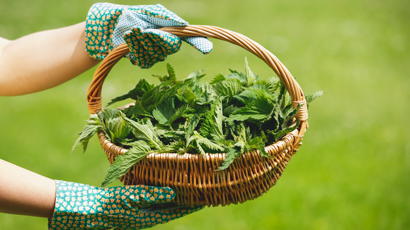 A csalán sokkal több, mint teanövény: 6 dolog, amire használható a pestótól a kertészkedésig