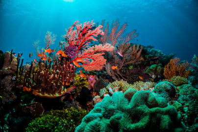 Nagy veszélyben van a világ legnagyobb korallzátonya: már az UNESCO is aggódik