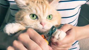 Le kell vágni a macska karmát? Az állatorvos válaszol