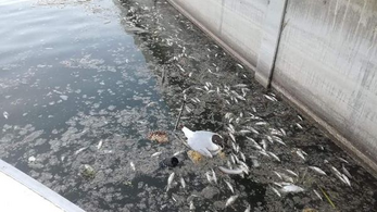 Itt a hivatalos eredmény, hogy mi okozta a halpusztulást a Velencei-tóban