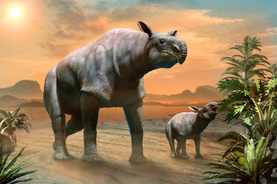 Minden idők egyik legnagyobb emlőse 5 méteres volt, és 30 tonnát nyomott: érdekességek a 34 millió éve élt rinocéroszról