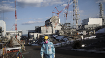 Hibrid disznók jelentek meg Fukusima környékén