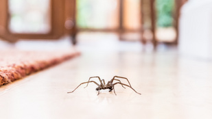 Pókok ellen: 5 házi praktika, amikkel távol tarthatod őket a lakástól
