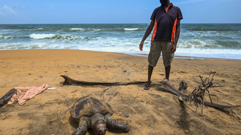 Tömegével pusztultak el a tengeri teknősök Srí Lanka partjainál