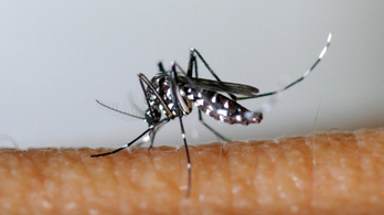 Kemenesi Gábor: Már itt vannak a vírust terjesztő szúnyogok