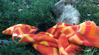 Szeged belvárosában randalírozott az emu, nem működött együtt a rendőrökkel