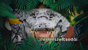 A krokodilok 200 millió éve ugyanolyanok – hogyan lehetséges ez?