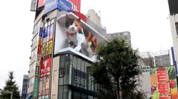 3D-s macska tűnt föl egy tokiói reklámfalon