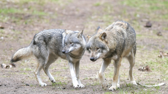 Nyomoz a nemzeti park a mátranováki farkastámadás ügyében