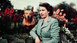 II. Erzsébet corgijai és Harry herceg mentett csirkéi - ők a királyi család kedvencei