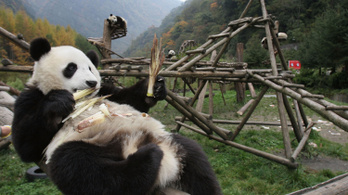 Kínában nem veszélyeztetett faj többé az óriáspanda