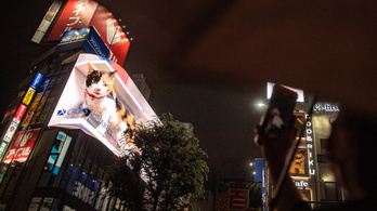 Egy hatalmas macska szunyókál Tokió egyik vasútállomásánál