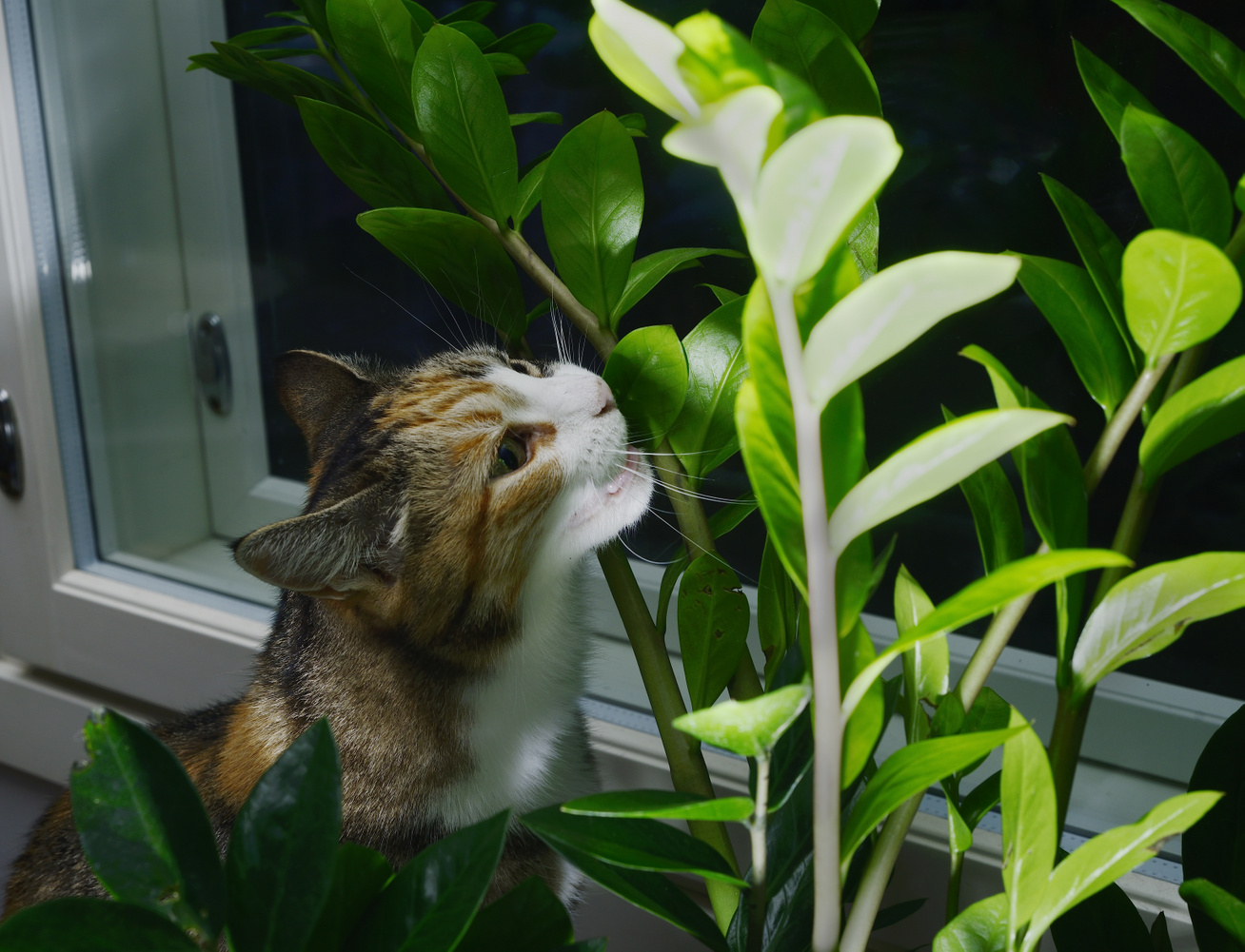 macskák-szobanövények-borító