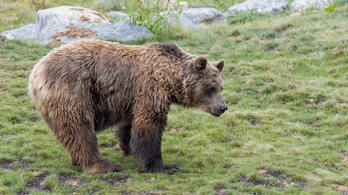 Medvét etettek a turisták, megbüntették őket