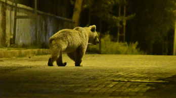 Elaltattak Szlovákiában egy medvét, mert már nem félt az emberektől
