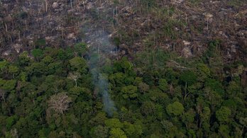 Több mint tízezer fajt kihalás fenyeget az Amazonas térségében