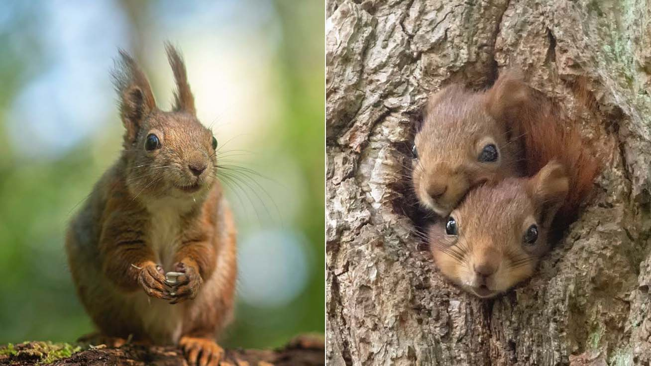 mókus-fotók-borító