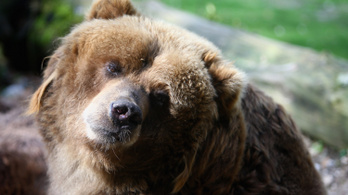 Elfogadták a rendeletet, kilőhetik a veszélyes medvéket Romániában