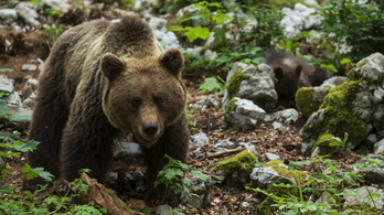 Szigorúbban büntetnék a medvék etetését Romániában