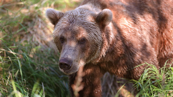 Túlélte a medvetámadást, 15 ezer eurós kártérítésre számíthat