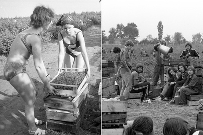 Ilyen volt a krumpliszedés és az árokásás a KISZ-táborokban: retró fotókon a régi nyarak