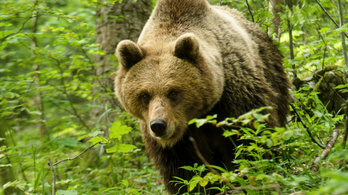 Két medvét is láttak Egerben