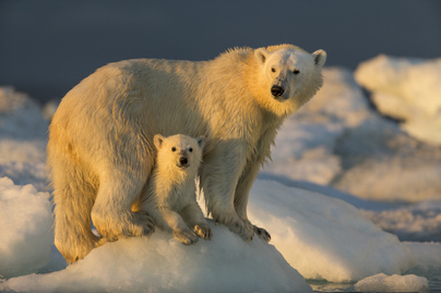 8 gyönyörű felvétel a jegesmedvékről: tudtad, hogy valójában feketék, nem pedig fehérek?