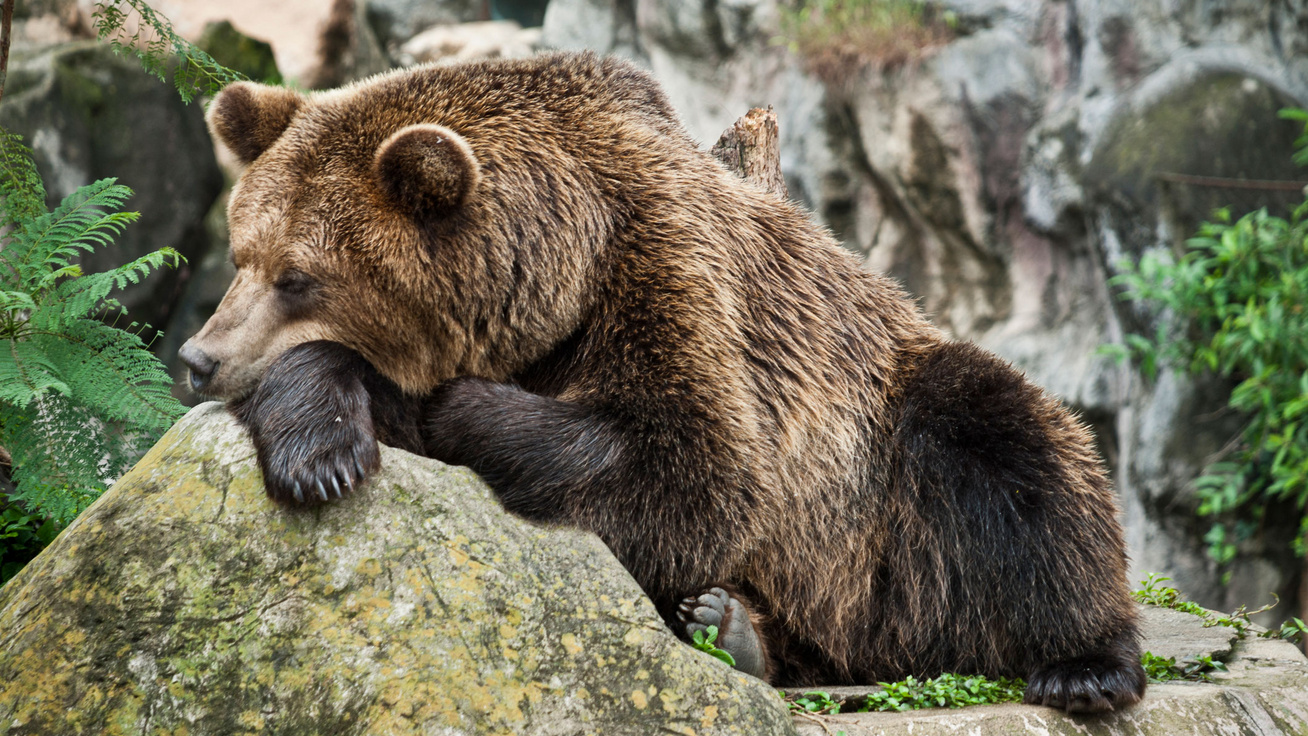 Hogy képesek a medvék hónapokat átaludni? A tudósokat is foglalkoztatja a téma