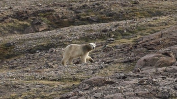 Megtámadta a filmeseket a grönlandi jegesmedve