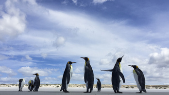 Nyolcvan éven belül eltűnhetnek a császárpingvinek