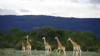 Miért nincs a zsiráfoknak magas vérnyomása?