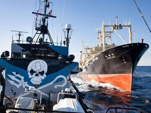 Japán bálnavadászok támadtak a bálnavédőkre