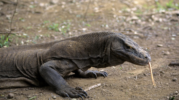 Az indonéziai Jurassic Park veszélyezteti a komodói sárkányokat