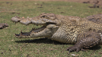 Krokodilt találtak az ukrajnai víztározóban
