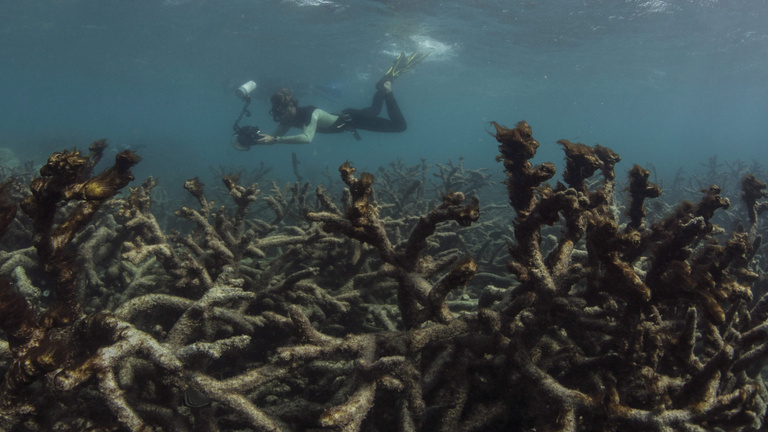 Az első billenőpont a korallszigetek kipusztulása lesz