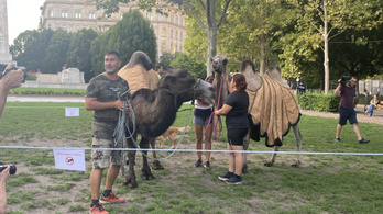 Tevékkel demonstráltak Budapest belvárosában a környezetvédők