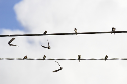 Sokan aggódnak miatta, pedig normális jelenség augusztusban: a madártani szakemberek megnyugtató közleménye