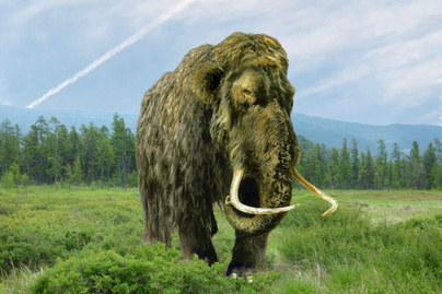 Kétszer is körbesétálhatta volna a Földet élete során egy ősi gyapjas mamut