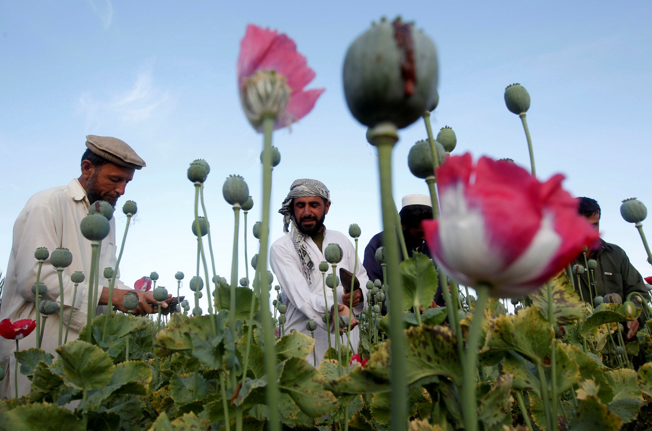 Mákültetvényen dolgoznak afgán farmerek. Az ország gazdaságának nagy részét az ópium előállításához szükséges nővény termelése adja. Tavaly a máktermesztésre használt földterület 37 százalékkal nőtt Afganisztánban.
                        Dzalálábád, 2012. május 5. 