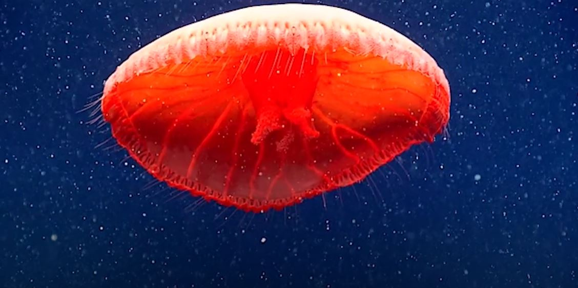 Vörös medúza videó