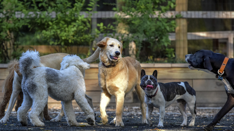 Covid-kutyák: a szeparációs stressz ebek százait érinti