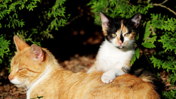 Gazdikereső kutyákat és macskákat regisztrált Tinderre egy állatmenhely